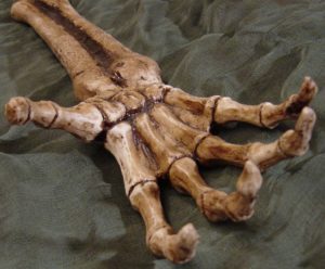 157a3-skeletal_hand_reaching_prop_by_fantasystock-300x248 